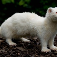 Ferret